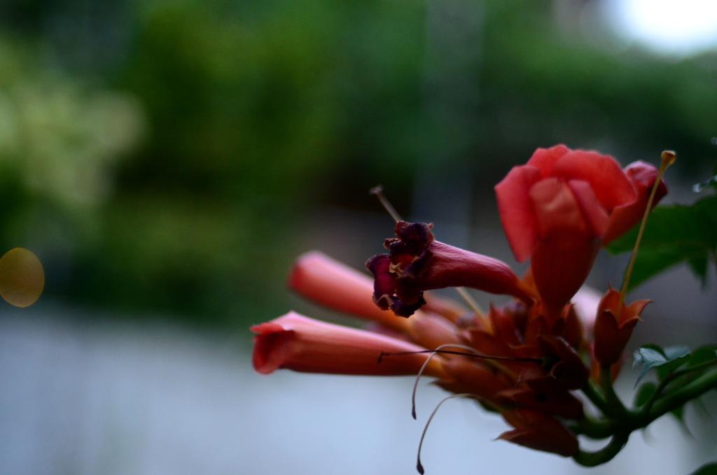 Guest House คอนยิค ภายนอก รูปภาพ